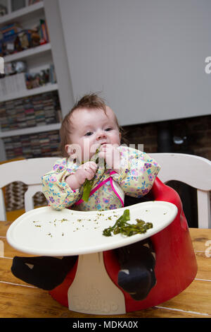 Baby Led Weaning 6 month old eating Broccoli Tenderstems Stock Photo