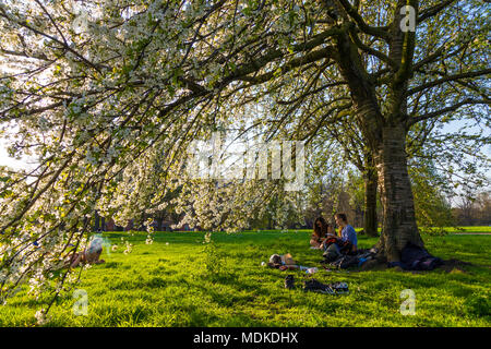 London, UK 19 March 2018 - Hyde Park London experiences a heatwave, the hottest April day in 70 years, girls sitting in the park under a blooming tree Stock Photo