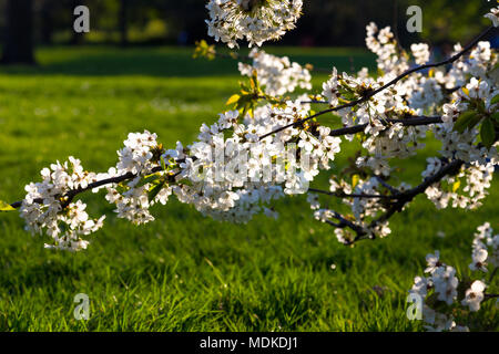 London, UK 19 March 2018 - White blossoming tree branch in Hyde Park, London experiences a heatwave, the hottest April day in 70 years Stock Photo
