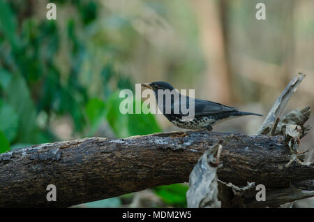 Japanese Thrush (Turdus cardis) bird in nature Thailand Stock Photo