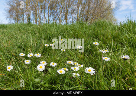 Common Daisies (Bellis perennis, Lawn Daisies) growing in a park on a hilly grass bank in Spring in the UK. Stock Photo