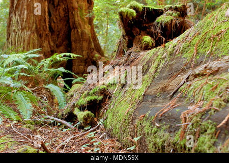Moss covers a fallen redwood tree rotting in a California forest Stock Photo