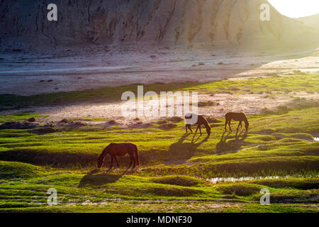 Horses grazing by a small river in the mountains