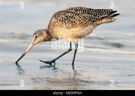 Marbled Godwit (Limosa fedoa) with long beak foraging at water's edge along Pacific Ocean shore Stock Photo