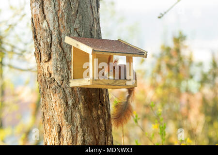 Cute rusty squirrel sitting in the bird feeder in the forrest. Stock Photo