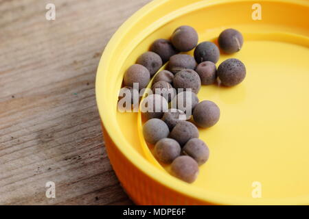 Lathyrus odoratus sweet pea seeds in a small container prior to sowing, UK Stock Photo