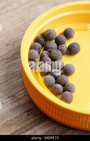 Lathyrus odoratus sweet pea seeds in a small container prior to sowing, UK Stock Photo