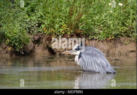 Side close up of isolated UK grey heron bird (Ardea cinerea) wading in water, crouching down, creeping stealthily, hunting for fish. Stock Photo