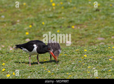 Close up of adult oystercatcher (Haematopus ostralegus) with single chick, fluffy & downy, together on grass, probing for earthworms with long bills. Stock Photo