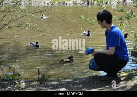 A woman feeding bread to ducks in a pond in Isabella Plantation, Richmond Park, London Stock Photo