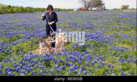 Ennis,Texas  April 19, 2018 - Ennis, Texas Springtime bluebonnet trails which cover over 40 miles of Texas bluebonnet flowers. Stock Photo