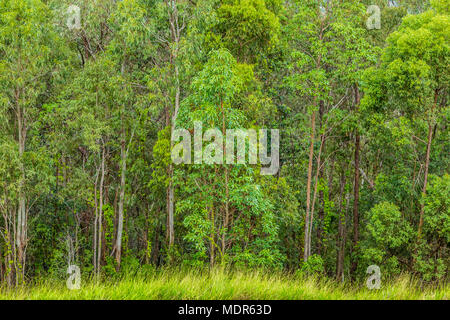 A forest of silver birch trees in full leaf, close together. Stock Photo