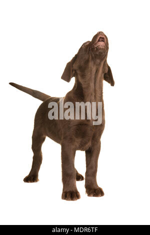Chocolate labrador retriever puppy standing and looking up howling isolated on a white background Stock Photo