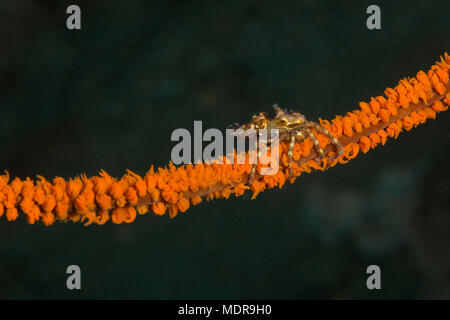 Wire coral crab ( Xenocarcinus tuberculatus). Picture was taken in the Banda sea, Ambon, West Papua, Indonesia Stock Photo