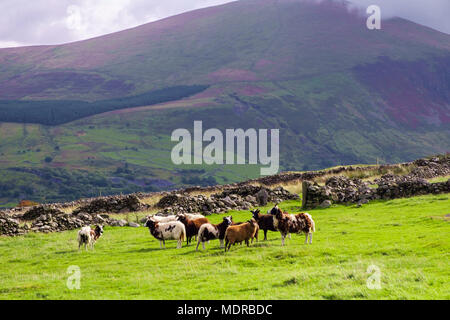 A flock of rare breed Jacobs sheep in a field on Moel Smytho in hills of Snowdonia National Park near Waunfawr, Gwynedd, Wales, UK, Britain Stock Photo