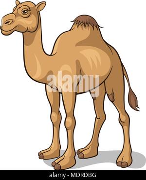 Cartoon camel isolated on white, vector illustration Stock Vector