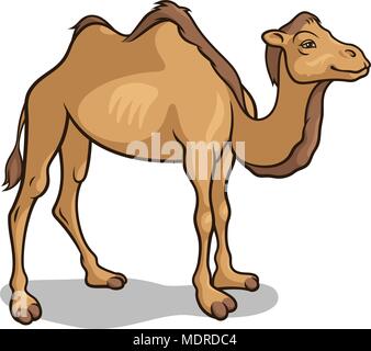 Cartoon camel isolated on white, vector illustration Stock Vector