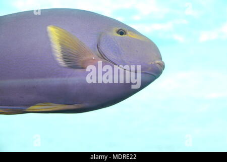 Yellowmask Surgeonfish (Acanthurus Xanthopterus) Stock Photo