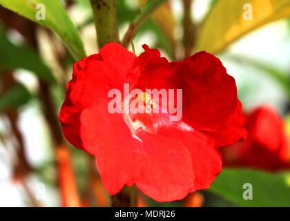 close-up, macro view of small red color balsam flowers seen in a home garden in Sri Lanka Stock Photo