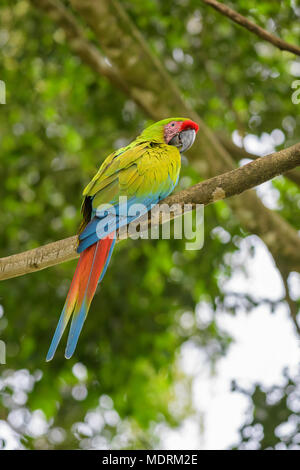 Great Green Macaw - Ara ambigua, large beautiful green parrot from Central America forests, Costa Rica. Stock Photo