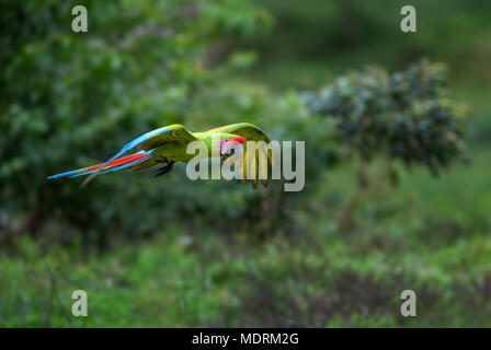 Great Green Macaw - Ara ambigua, large beautiful green parrot from Central America forests, Costa Rica. Stock Photo