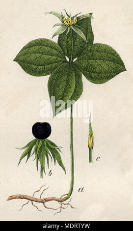 Paris quadrifolia, herb-paris or true lover's knot, Stock Photo