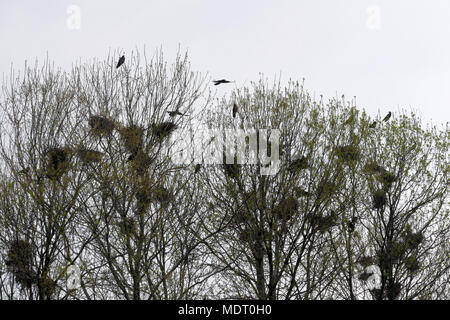 Raven nests in tree crochet with ravens fly Stock Photo