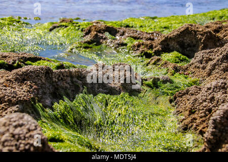 Algae and shells of mollusks of the seabed during low tide. Stock Photo