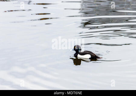 Single male tufted duck (Aythya fuligula) swimming on a pond Stock Photo