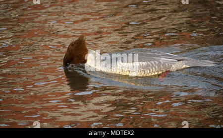 Close up female common merganser duck, Mergus Merganser, or goosander swimming in rippled water, Haddington, East Lothian, Scotland, UK Stock Photo