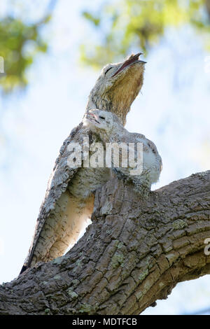 Great Potoo (Nyctibius grandis) with chick, camouflaged in a forest, Pixaim River, Pantanal, Mato Grosso, Brazil. Stock Photo