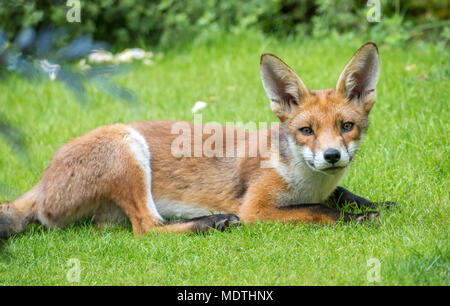 Close up of an urban red fox (Vulpes vulpes) lying on garden grass in London garden, UK Stock Photo
