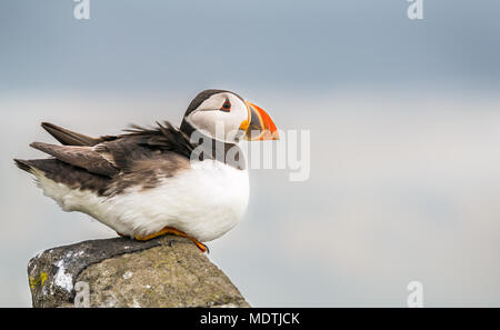 Close up of solitary Atlantic puffin, Fratercula arctica, perched on cliff edge in strong wind, Isle of May, Firth of Forth, Scotland, UK Stock Photo