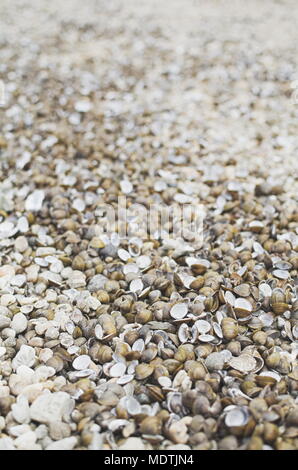 Many Dry Corbicula Fluminea Clam Shells on the Beach Stock Photo