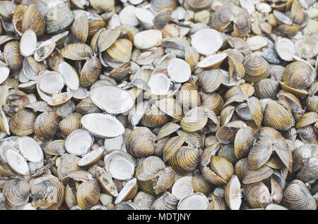 Many Dry Corbicula Fluminea Clam Shells on the Beach Stock Photo