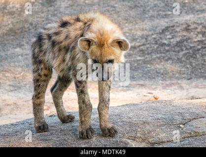 Watchful young spotted or laughing hyena cub, Crocuta crocuta, standing on ledge, Greater Kruger National Park, South Africa, Africa Stock Photo