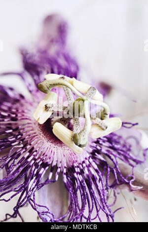 Abstract macro of a Passion Flower with an extreme shallow depth of field. Stock Photo