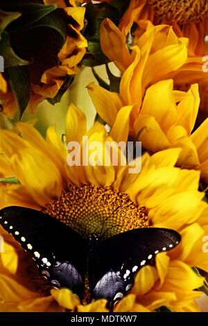 Clouded sulphur butterfly feeding from beautiful sunflowers. Stock Photo