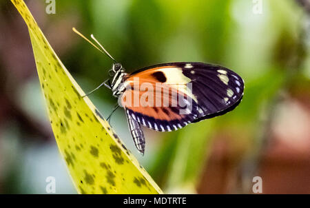 Tiger Heliconian (Heliconius ismenius) butterfly sitting on a leaf Stock Photo