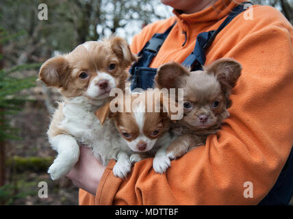 work keeps puppies Chihuahua in front of the tree Stock Photo