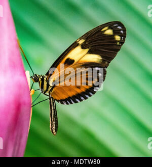 Tiger Heliconian (Heliconius ismenius) butterfly sitting on a flower Stock Photo