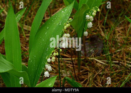 Lily of the valley flowers in the bush leaves in drops of water Stock Photo