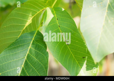 Ants and aphids on walnut tree leaves Stock Photo