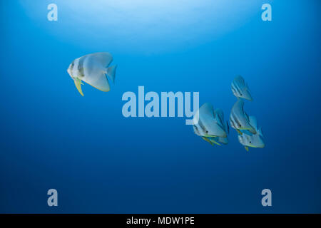 school of Longfin batfish (Platax teira) swims in the blue water Stock Photo