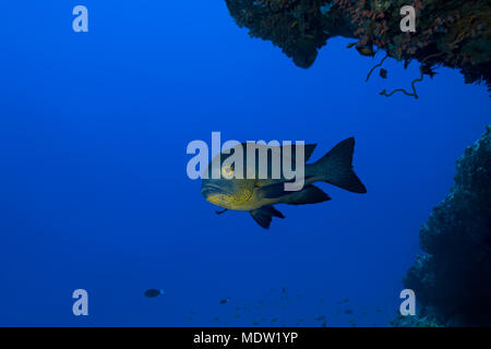 Midnight Snapper (Macolor macularis) swims under coral reef in the blue water Stock Photo