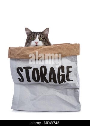 Black tabby with white Norwegian Forest cat sitting in paper storage bag looking with mesmerising green eyes over edge beside in camera Stock Photo