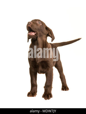 Chocolate labrador retriever puppy standing and looking up isolated on a white background Stock Photo