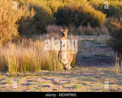 wild kangaroo in Australia Stock Photo