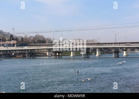 Seagulls in flight against the background of the blue river, the bridge and a view of the Kura River, Migechevir, Azerbaijan. Black-headed gull (Chroi Stock Photo