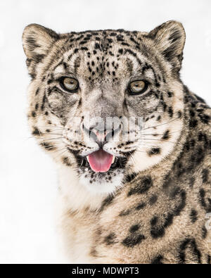 Frontal Portrait of Snow Leopard Sticking Its Tongue Out Against a White Background Stock Photo